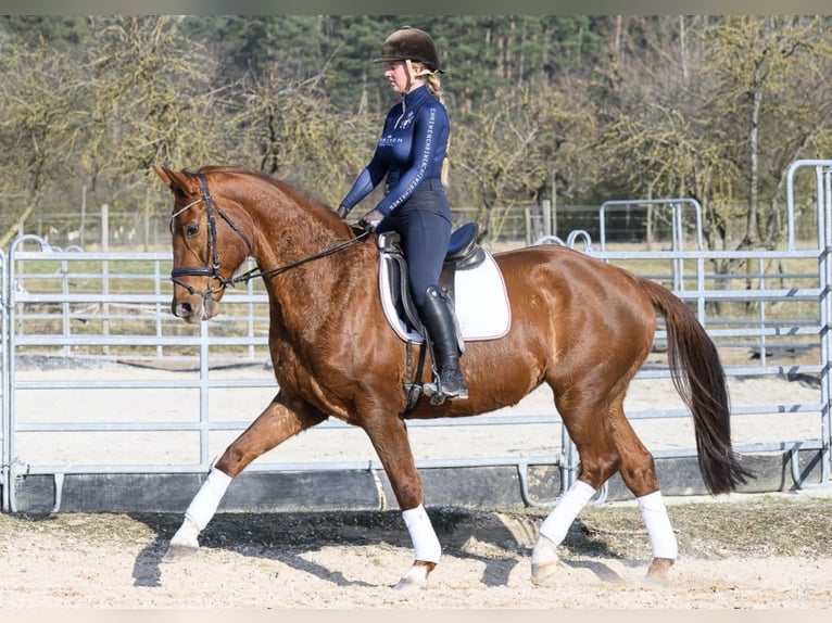 Westfaal Merrie 11 Jaar 170 cm Vos in W&#xFC;rzburg