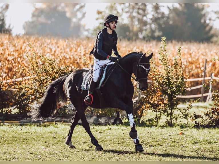 Westfaal Merrie 11 Jaar 172 cm Bruin in Todtmoos
