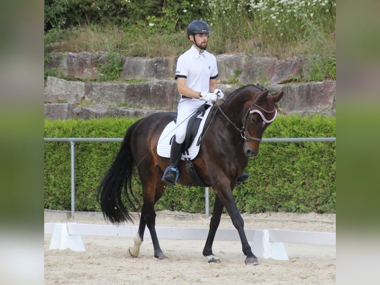 Westfaal Merrie 11 Jaar 172 cm Bruin in Todtmoos