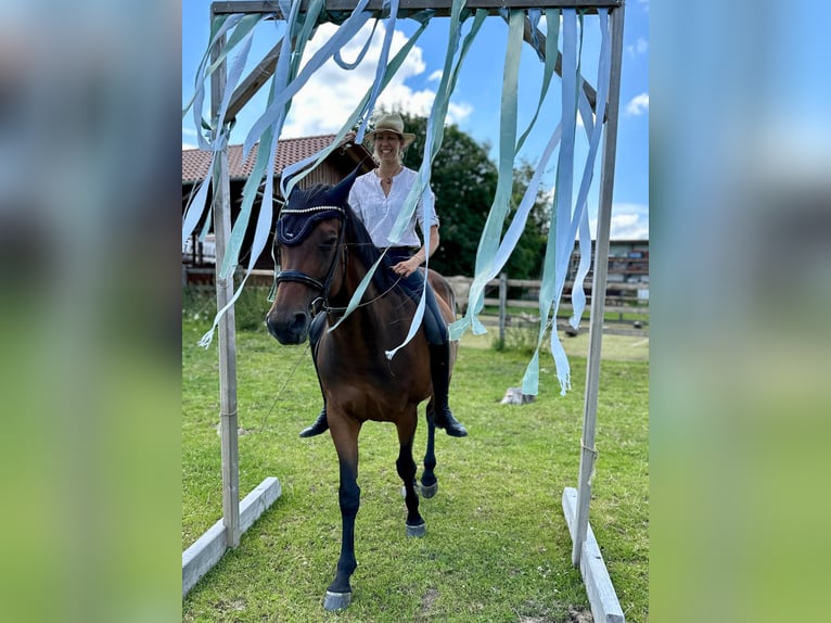 Westfaal Merrie 11 Jaar 173 cm Bruin in Wadersloh