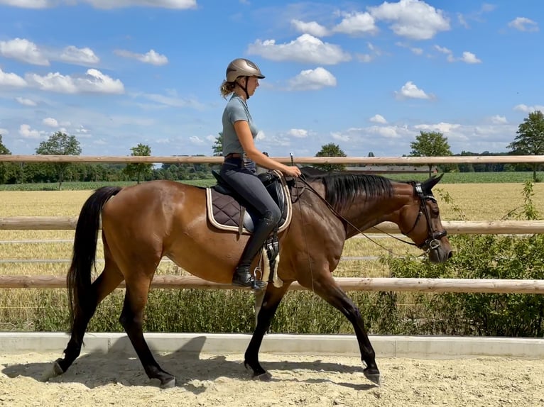 Westfaal Merrie 11 Jaar 173 cm Bruin in Wadersloh