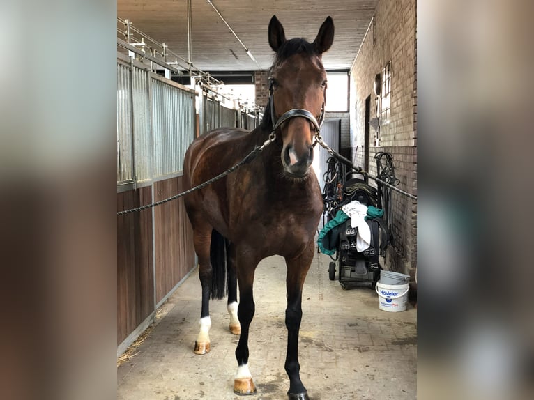 Westfaal Merrie 11 Jaar 173 cm Bruin in Münster