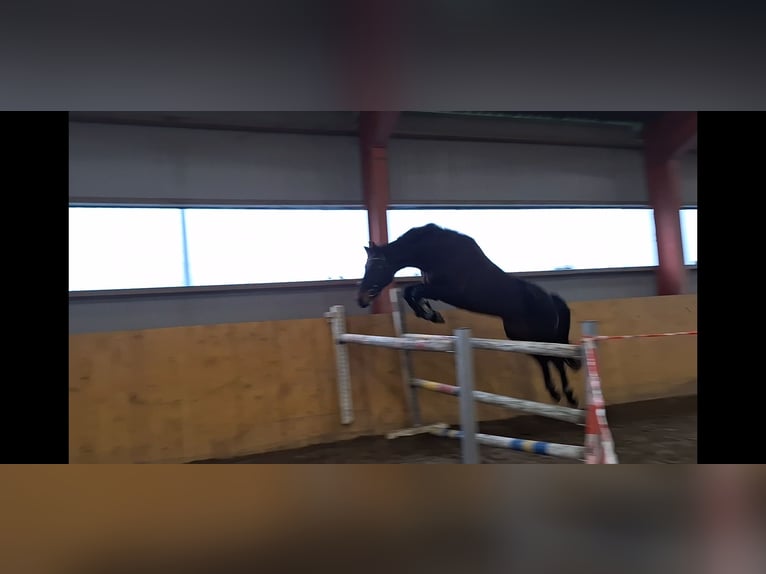Westfaal Merrie 11 Jaar Bruin in Bordelum