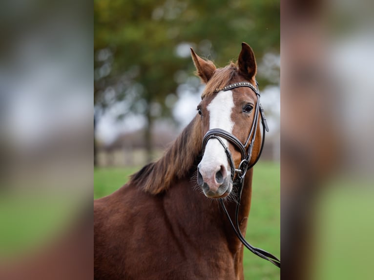 Westfaal Merrie 11 Jaar Vos in Kleinenberg