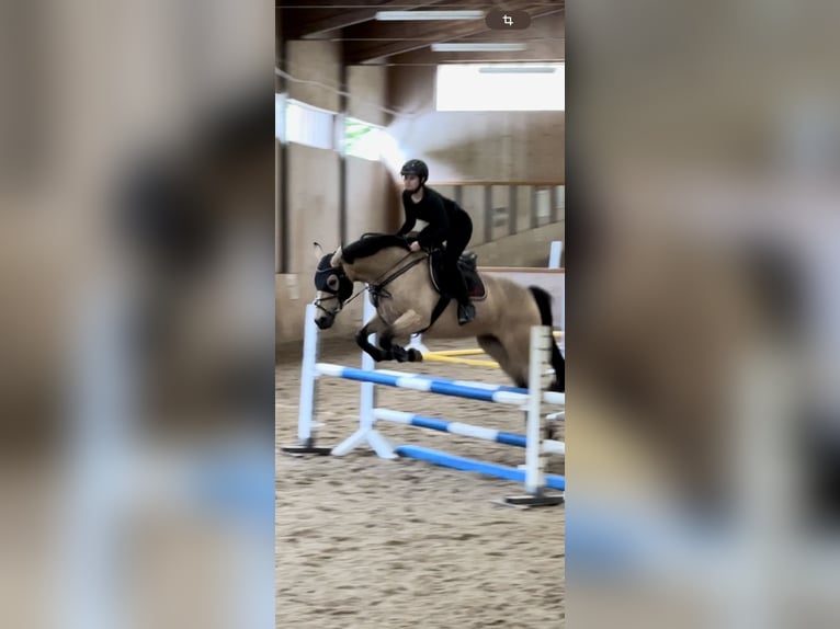 Westfaal Merrie 12 Jaar 155 cm Buckskin in Thundorf TG