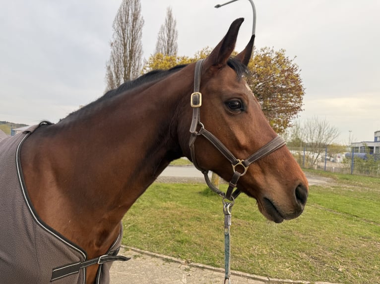 Westfaal Merrie 12 Jaar 157 cm Bruin in Steinheim