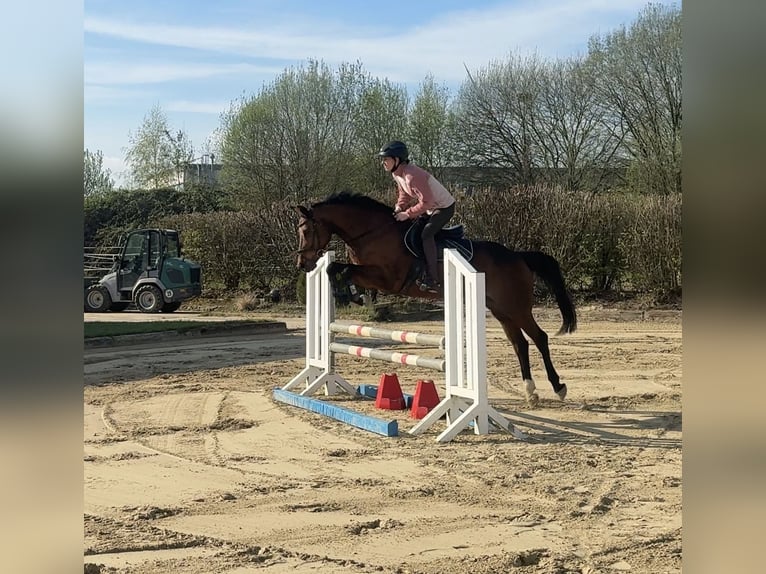 Westfaal Merrie 12 Jaar 157 cm Bruin in Steinheim