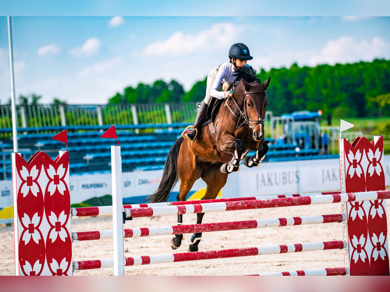 Westfaal Merrie 12 Jaar 162 cm Roodbruin in Oława