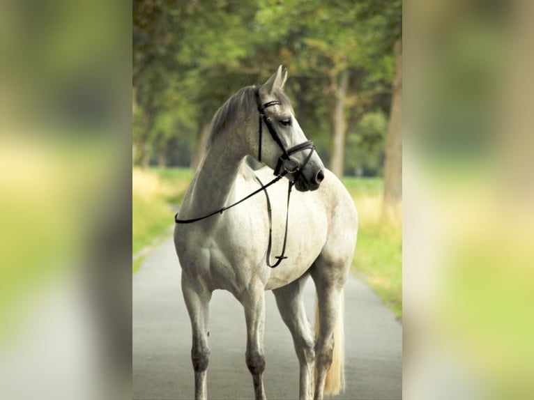 Westfaal Merrie 12 Jaar 162 cm Schimmel in Sendenhorst