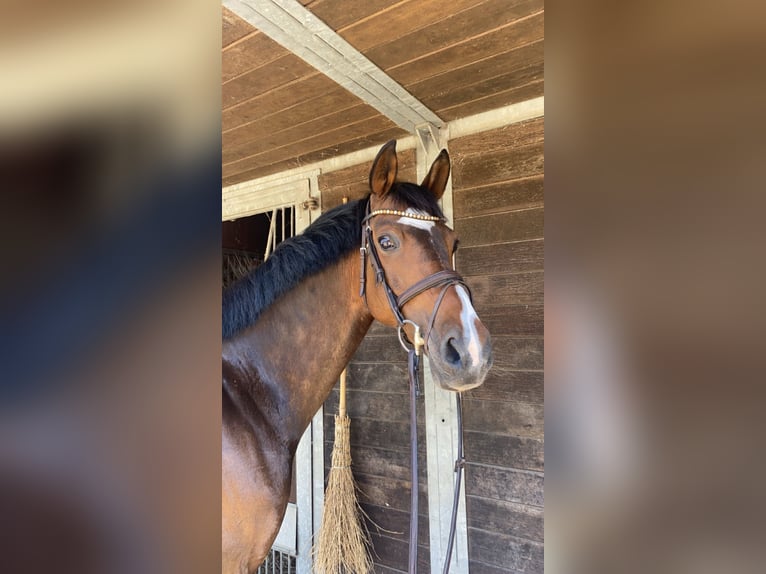 Westfaal Merrie 12 Jaar 163 cm Bruin in Drensteinfurt