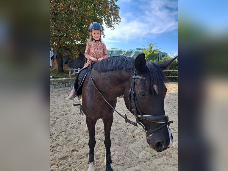 Westfaal Merrie 12 Jaar 163 cm Zwart in Overath