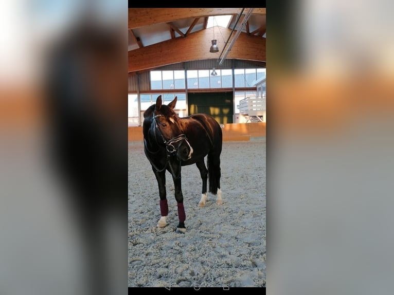 Westfaal Merrie 12 Jaar 163 cm Zwart in Overath