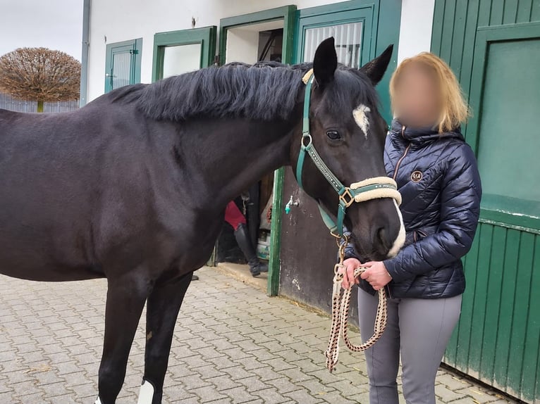 Westfaal Merrie 12 Jaar 163 cm Zwart in Overath