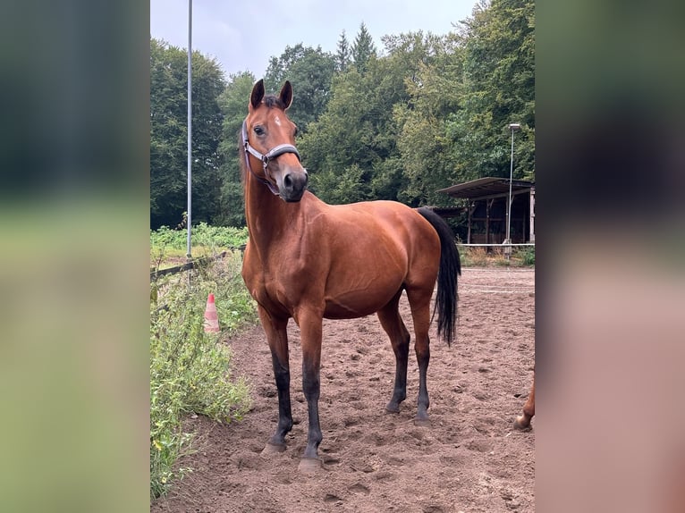 Westfaal Merrie 12 Jaar 164 cm Bruin in Dülmen