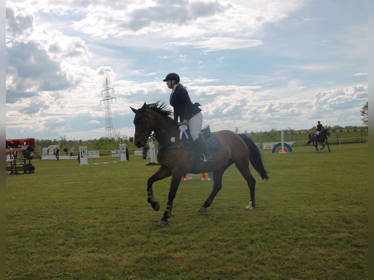 Westfaal Merrie 12 Jaar 165 cm Bruin in Pulheim