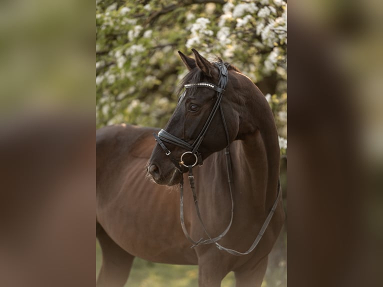 Westfaal Merrie 12 Jaar 165 cm Zwart in Tauberrettersheim