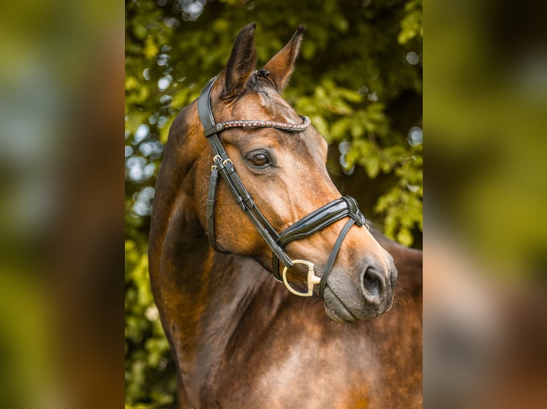 Westfaal Merrie 12 Jaar 166 cm Donkerbruin in Hohenahr