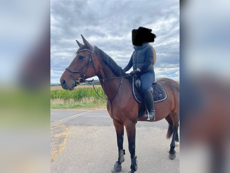 Westfaal Merrie 12 Jaar 167 cm Bruin in Ebergötzen