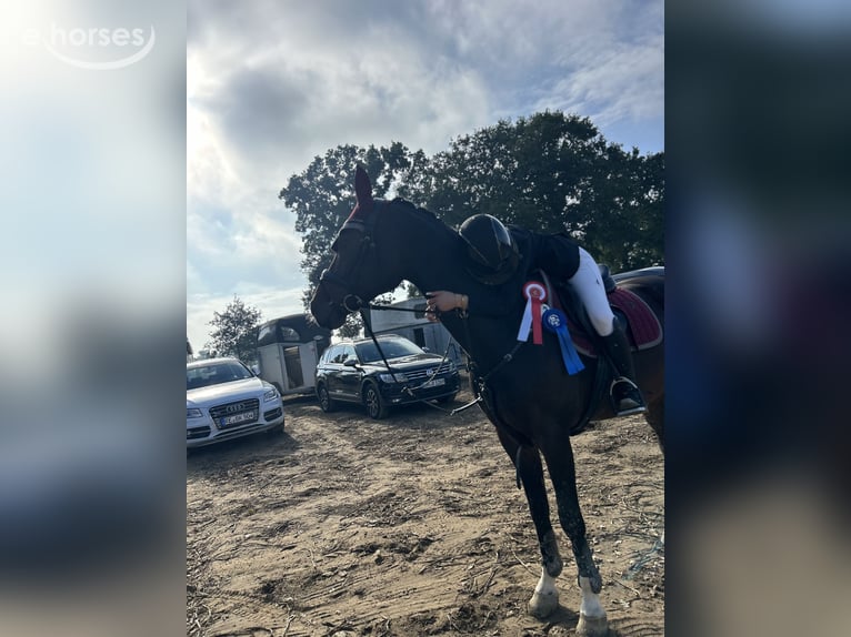 Westfaal Merrie 12 Jaar 167 cm Bruin in Reken