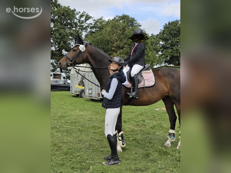 Westfaal Merrie 12 Jaar 167 cm Bruin in Reken