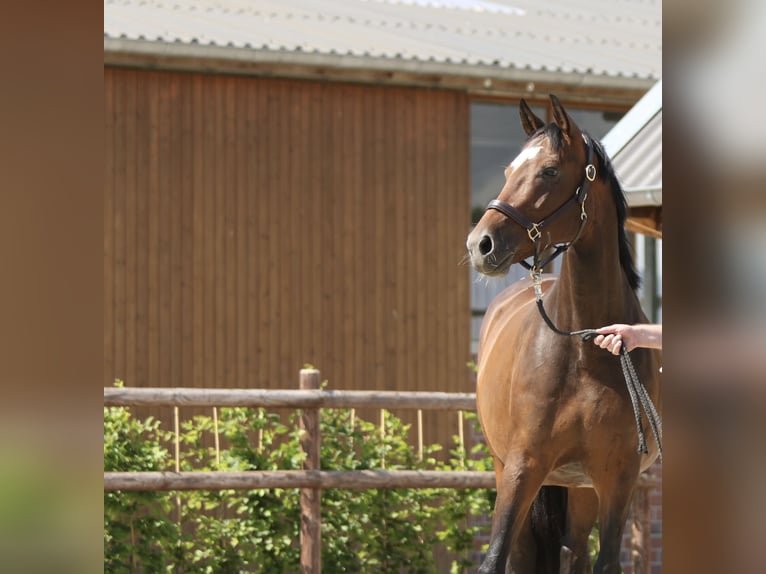 Westfaal Merrie 12 Jaar 167 cm Donkerbruin in Ahlen