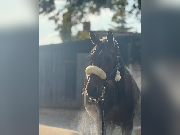 Westfaal Merrie 12 Jaar 168 cm Bruin in Jena