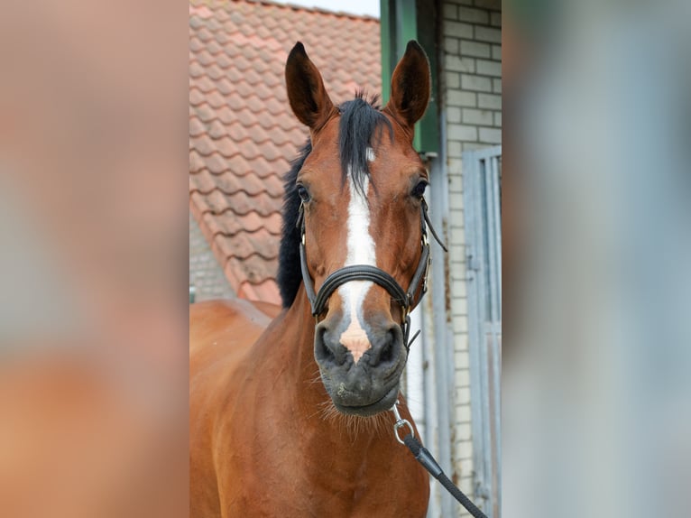 Westfaal Merrie 12 Jaar 168 cm Bruin in Stokkum