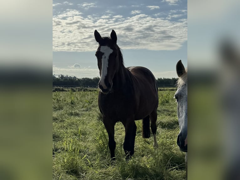 Westfaal Merrie 12 Jaar 168 cm Bruin in Weilerswist