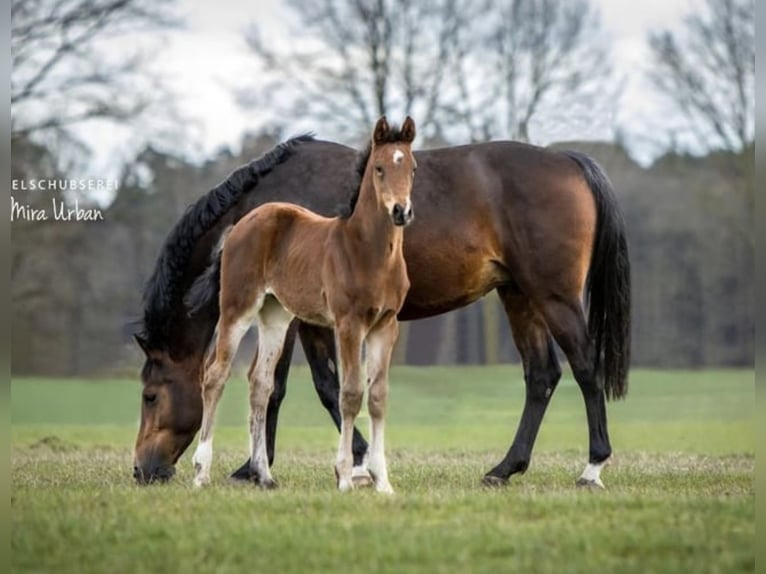 Westfaal Merrie 12 Jaar 168 cm Bruin in Stöckse