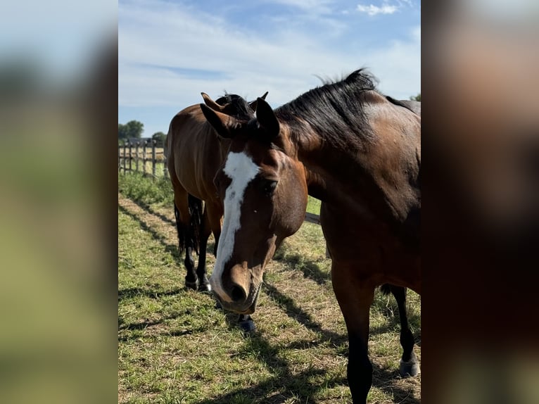 Westfaal Merrie 12 Jaar 168 cm in Weilerswist