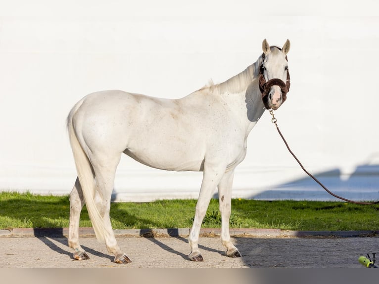 Westfaal Merrie 12 Jaar 168 cm Schimmel in Cichostów