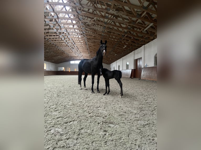 Westfaal Merrie 12 Jaar 168 cm Zwart in Puszcza Mariańska