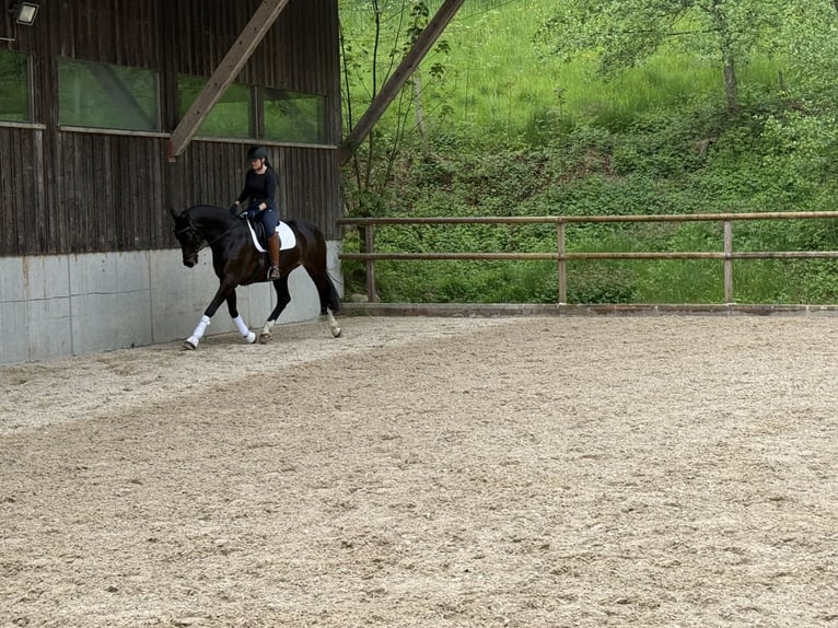 Westfaal Merrie 12 Jaar 169 cm Donkerbruin in St.Gallen