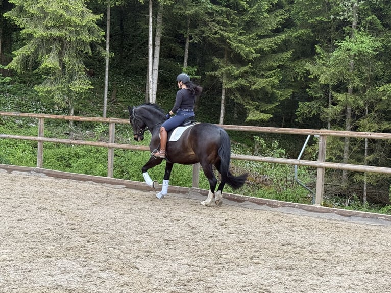 Westfaal Merrie 12 Jaar 169 cm Donkerbruin in St.Gallen