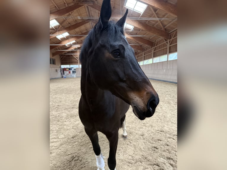 Westfaal Merrie 12 Jaar 169 cm Donkerbruin in St.Gallen