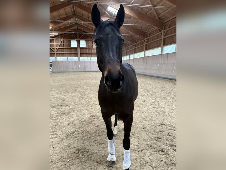 Westfaal Merrie 12 Jaar 169 cm Donkerbruin in St.Gallen