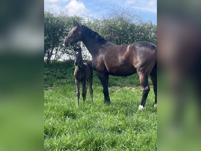 Westfaal Merrie 12 Jaar 170 cm Bruin in Lippstadt