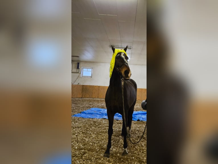 Westfaal Merrie 12 Jaar 170 cm Donkerbruin in Hövelhof