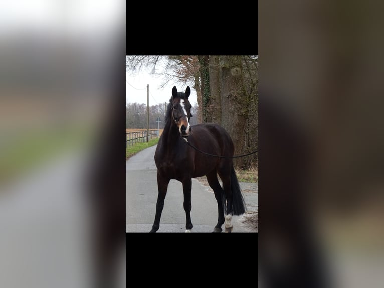 Westfaal Merrie 12 Jaar 170 cm Donkerbruin in Hövelhof