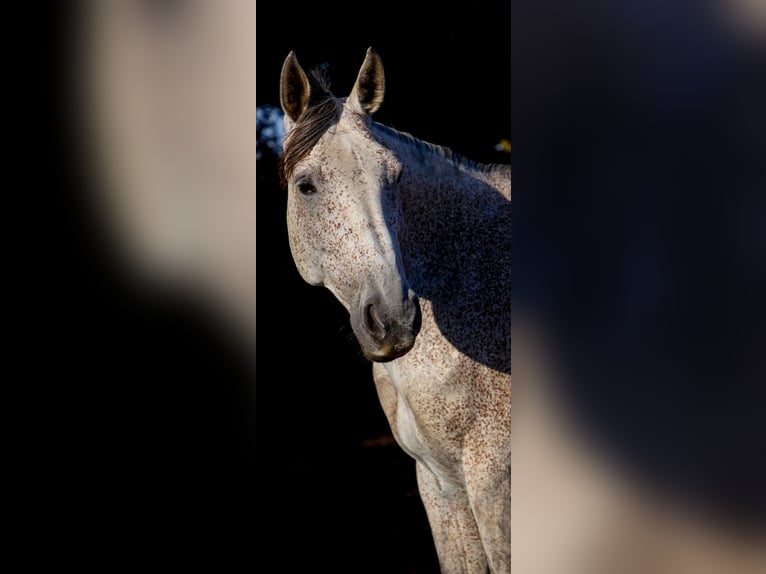 Westfaal Merrie 12 Jaar 170 cm Vliegenschimmel in Fürstenau