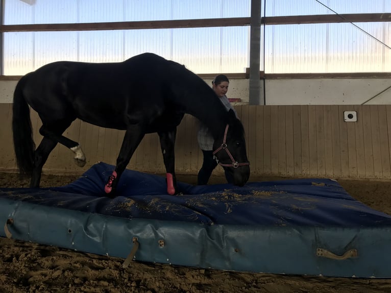 Westfaal Merrie 12 Jaar 170 cm Zwart in Sprockh&#xF6;vel