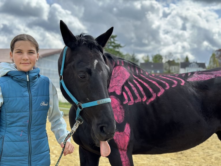 Westfaal Merrie 12 Jaar 170 cm Zwart in Sprockh&#xF6;vel