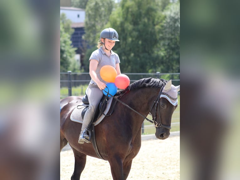 Westfaal Merrie 12 Jaar 170 cm Zwart in Sprockh&#xF6;vel