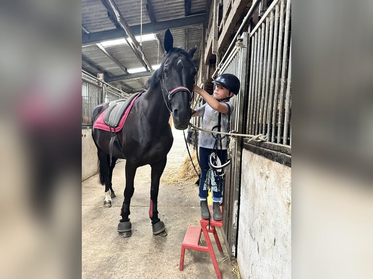 Westfaal Merrie 12 Jaar 170 cm Zwart in Sprockh&#xF6;vel