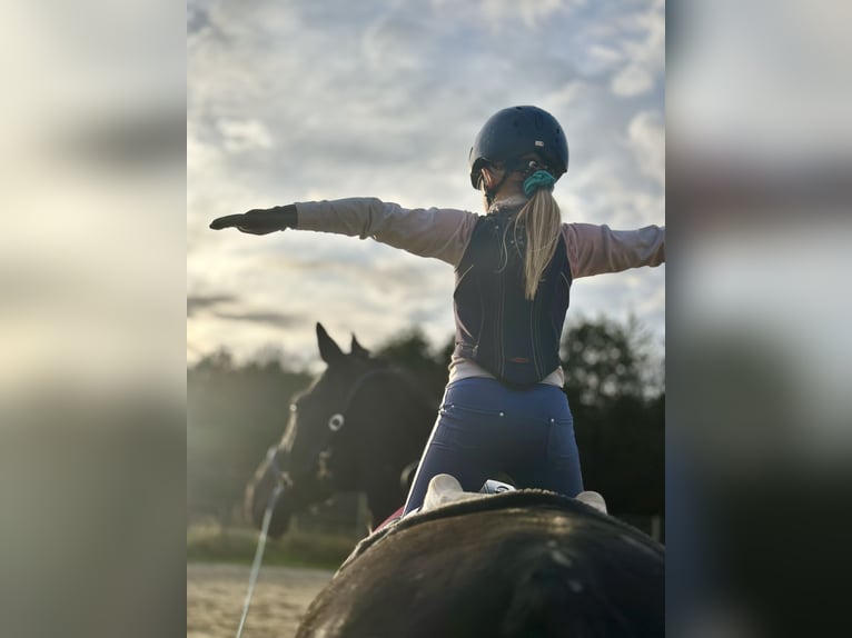 Westfaal Merrie 12 Jaar 170 cm Zwart in Sprockh&#xF6;vel