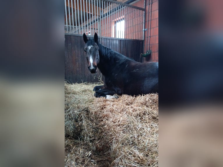 Westfaal Merrie 12 Jaar 171 cm Donkerbruin in Hörstel