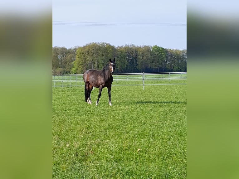 Westfaal Merrie 12 Jaar 171 cm Donkerbruin in Hörstel