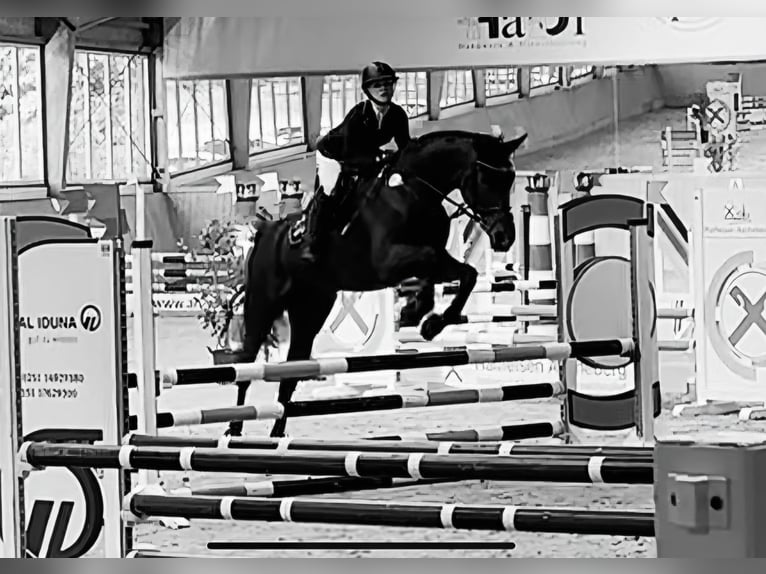Westfaal Merrie 12 Jaar 172 cm Donkerbruin in Wachtendonk