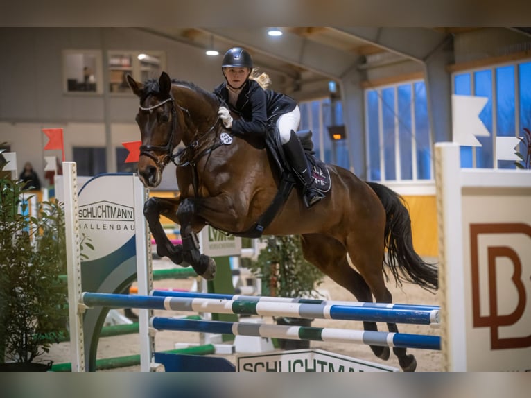 Westfaal Merrie 12 Jaar 172 cm Donkerbruin in Wachtendonk