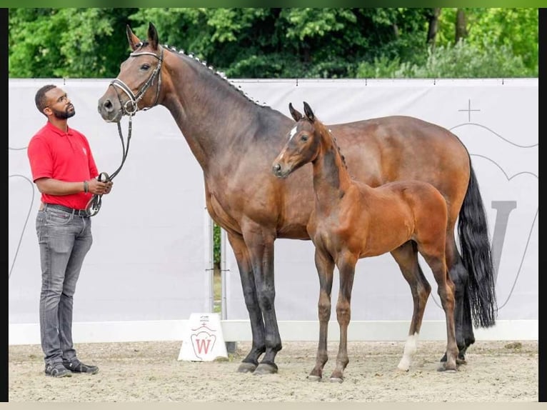 Westfaal Merrie 12 Jaar 172 cm Donkerbruin in Halver